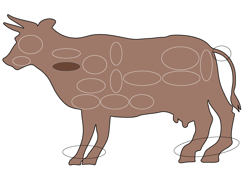 牛肉 内臓の種類 下原食品株式会社